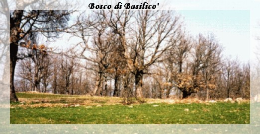 Bosco di Basilico'